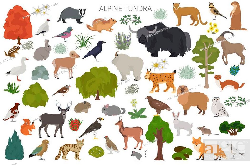 Apine tundra biome, natural region infographic. Terrestrial ecosystem world  map, Stock Vector, Vector And Low Budget Royalty Free Image. Pic.  ESY-058690944 | agefotostock