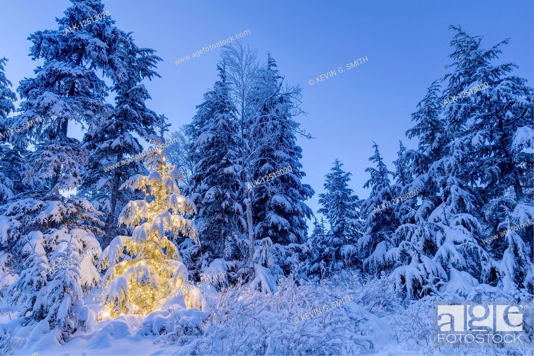 Stock Photo: A small Mountain Hemlock (Tsuga mertensiana) tree glows from the lights wrapped around it, fresh snow covering it and the surrounding trees.