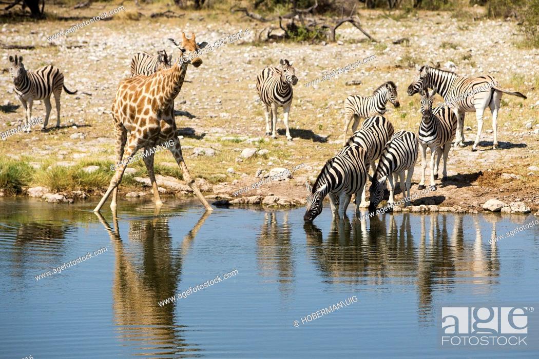 Giraffe And Other Animals Like Zebras Drinking Water At Waterhole, Stock  Photo, Picture And Rights Managed Image. Pic. UIG-935-13-GR125216 |  agefotostock
