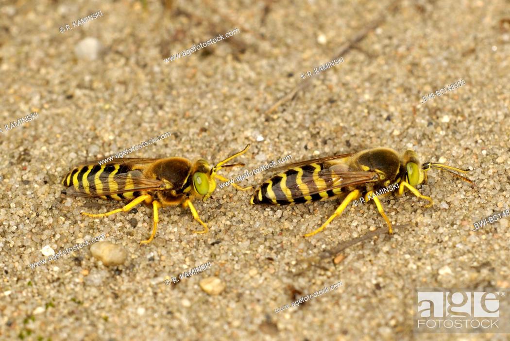 Stock Photo: rostrate bembix wasp (Bembix rostrata, Epibembix rostrata), two males, Germany, Brandenburg.
