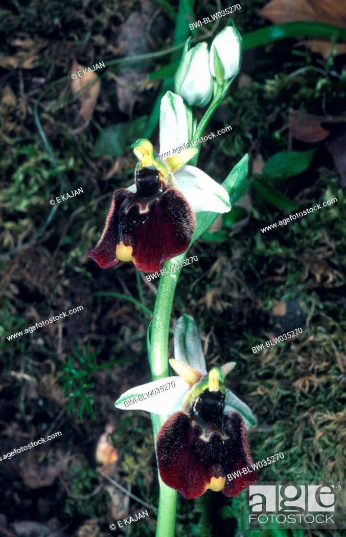 Stock Photo: Chesterman's ophrys Ophrys chestermanii, Ophrys holosericea ssp. Chestermanii, Ophrys holoserica ssp. chestermanii, inflorescence, blooming, Italy, Sardegna.