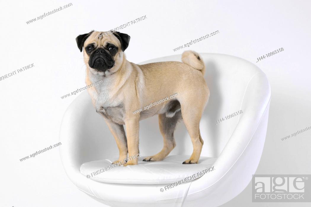 Isolated, domestic animal, pet, domestic animals, pets, dog, dogs, mops,  portrait, armchair, seat, Stock Photo, Picture And Rights Managed Image.  Pic. H44-10965158 | agefotostock