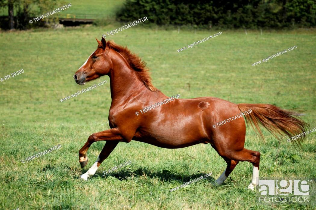Stock Photo: running horse.