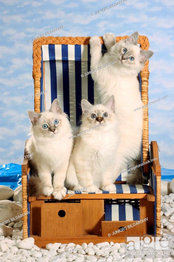 Stock Photo: three Sacred cats of Burma in beach chair.