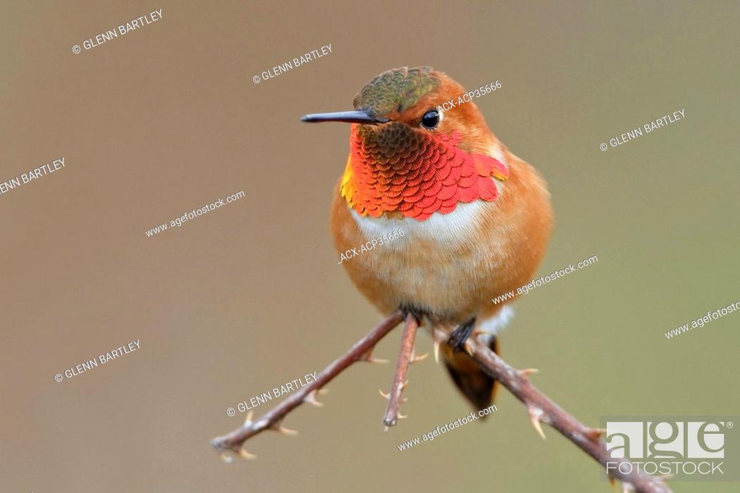 Stock Photo: Rufous Hummingbird Selasphorus rufus perched on a branch in Victoria, BC, Canada.