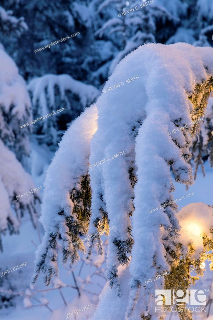 Stock Photo: Close-up of fresh snow covering a Mountain Hemlock (Tsuga mertensiana) branch strung with glowing white lights at dusk, Kenai Peninsula.