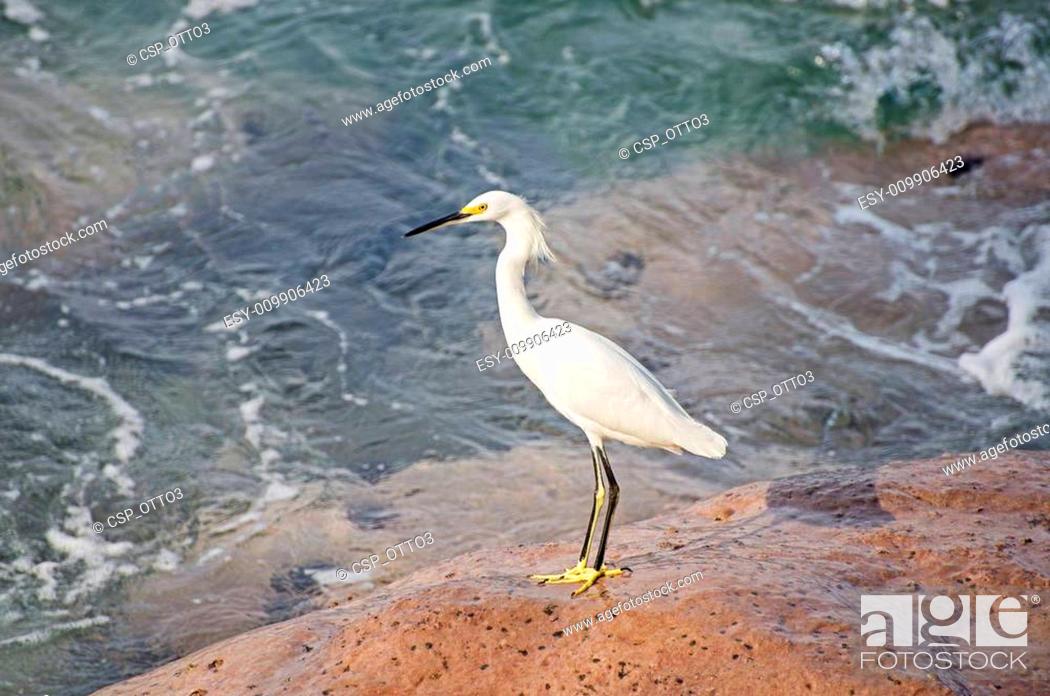 Stock Photo: White egret on a rock.
