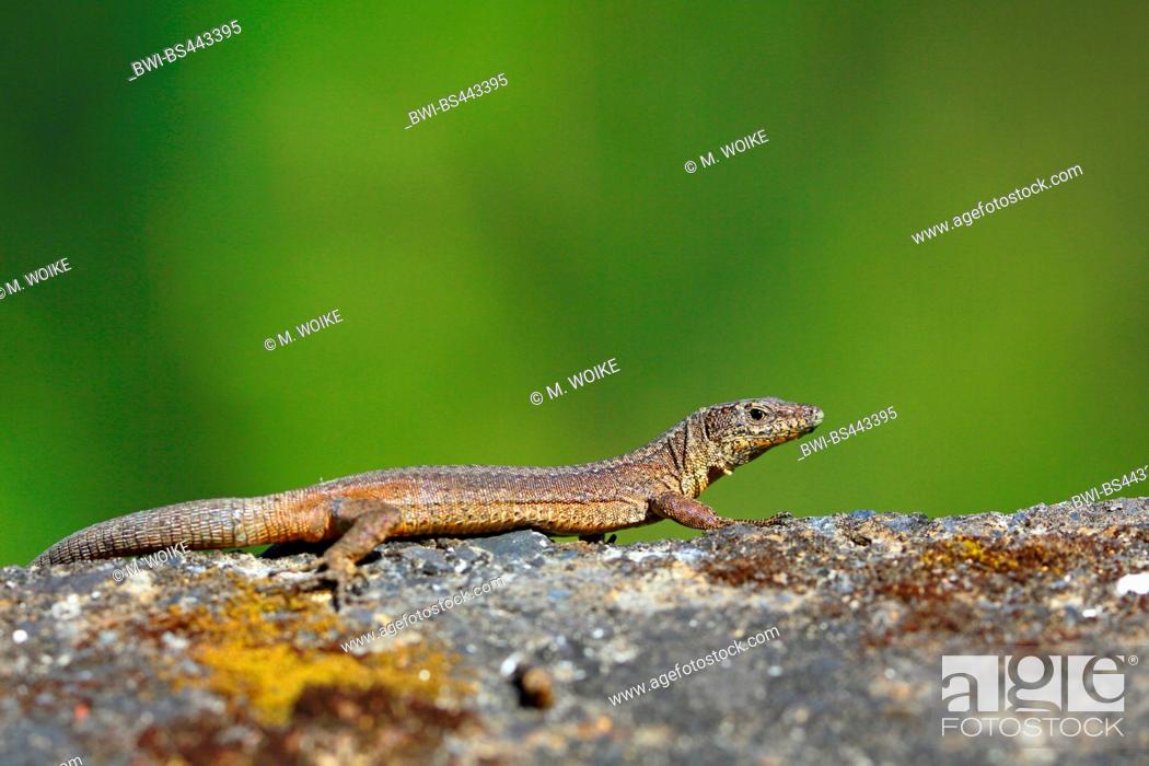 Stock Photo: Madeira wall lizard (Podarcis dugesii, Lacerta dugesii, Teira dugesii), sunbathing female, side view, Madeira.