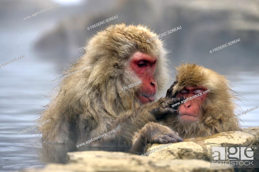 Stock Photo: Japanese Macaque snow monkey at Jigokudani Monkey Park near Nagano, Honshu, Japan, Asia.