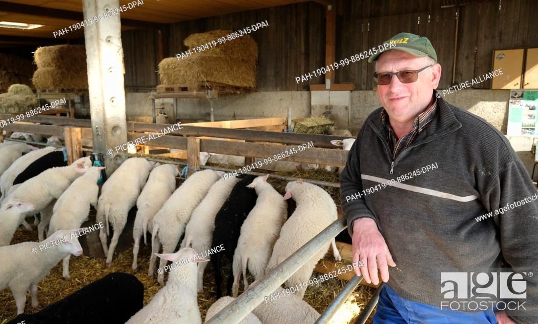 Stock Photo: 18 April 2019, Saxony, Pausitz: Wolfgang Görne, sheep breeder, stands in a stable with sheep of the breed Ostfriesisches Milchschaf.