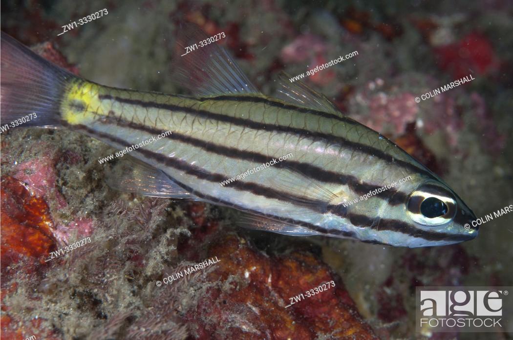 Stock Photo: Toothy Cardinalfish (Cheilodipterus isostigmus, Apogonidae family), Air Bajo II dive site, Lembeh Straits, Sulawesi, Indonesia.