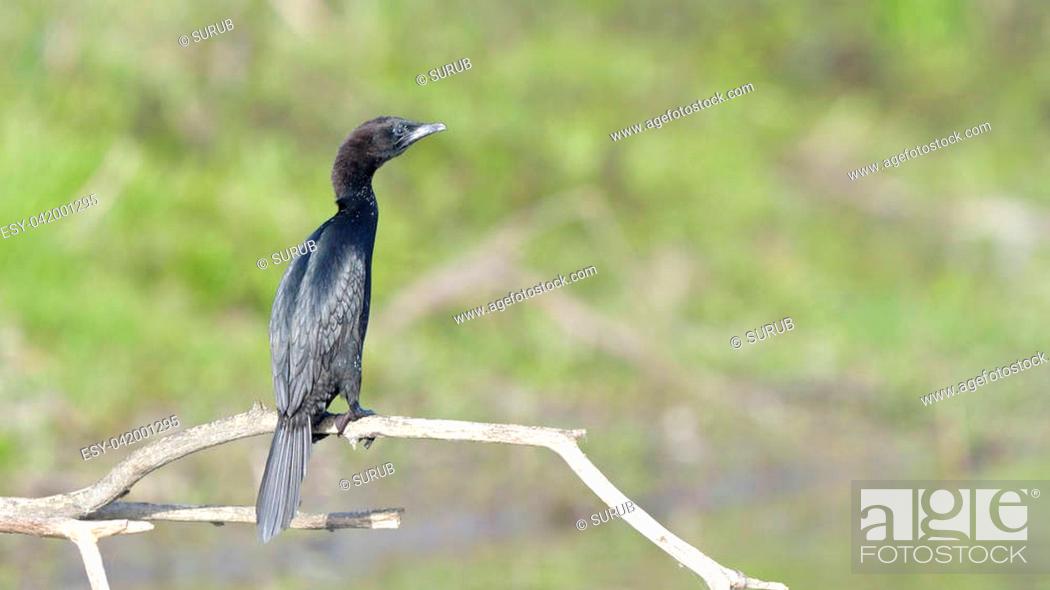 Stock Photo: Pygmy cormorant (Microcarbo pygmeus) sitting on a branch.
