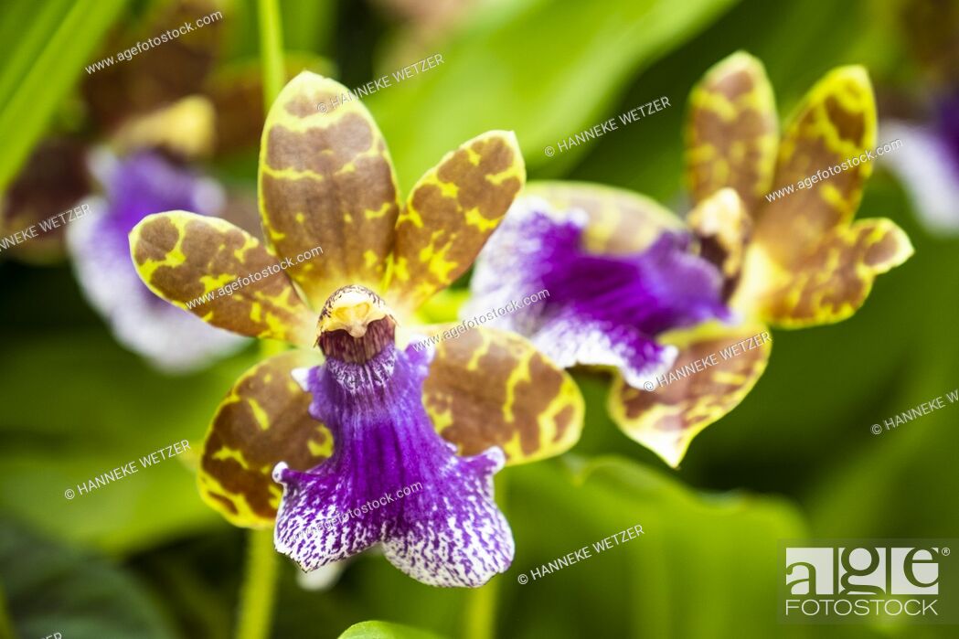 Stock Photo: Closeup of the Zygopetalum orchid flower.