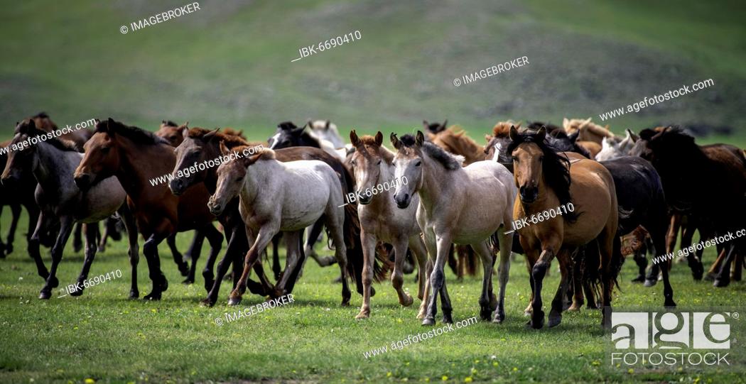Photo de stock: Domestic Horses (Equus ferus caballus) in summer, Arkhangai Province, Mongolia, Asia.