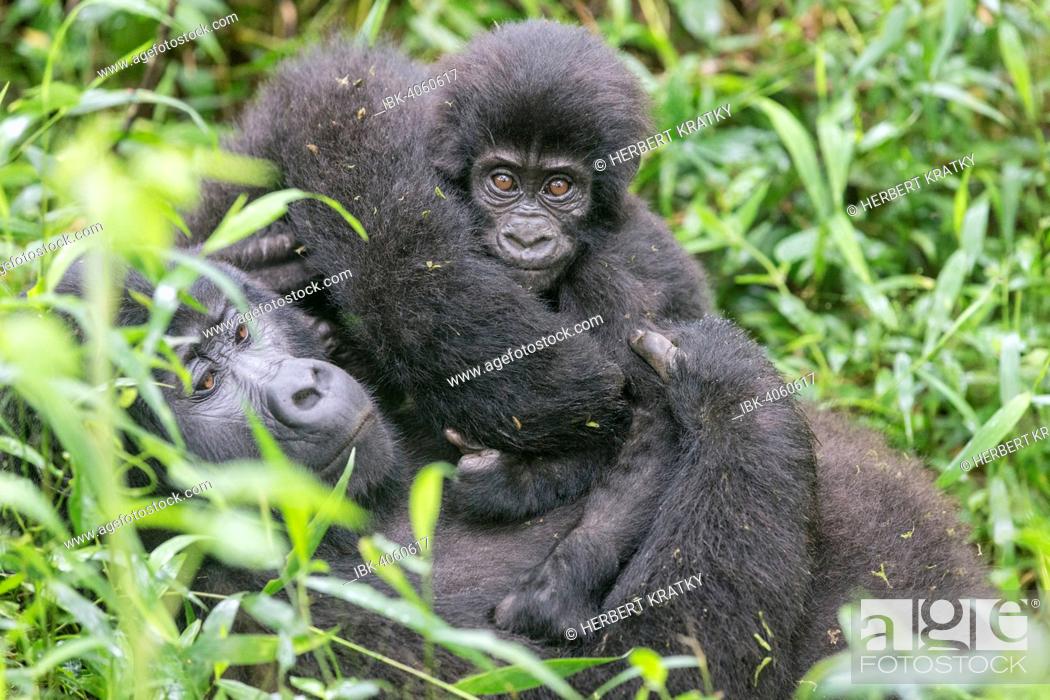 Stock Photo: Mountain Gorilla (Gorilla beringei beringei) of the Nkuringo group with young, Bwindi Impenetrable Forest National Park, Uganda.