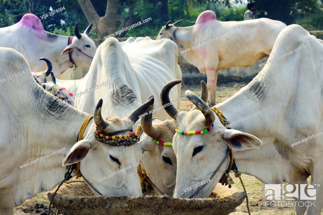 India, Bihar, Patna region, Sonepur livestock fair, Cattle market, Stock  Photo, Picture And Rights Managed Image. Pic. V58-2074004 | agefotostock
