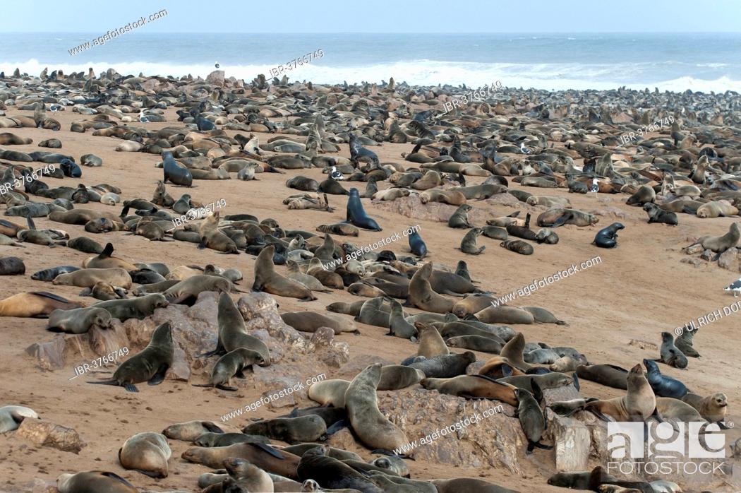 Stock Photo: Cape Seal (Arctocephalus pusillus) colony on the beach of Cape Cross, Erongo Region, Namibia.
