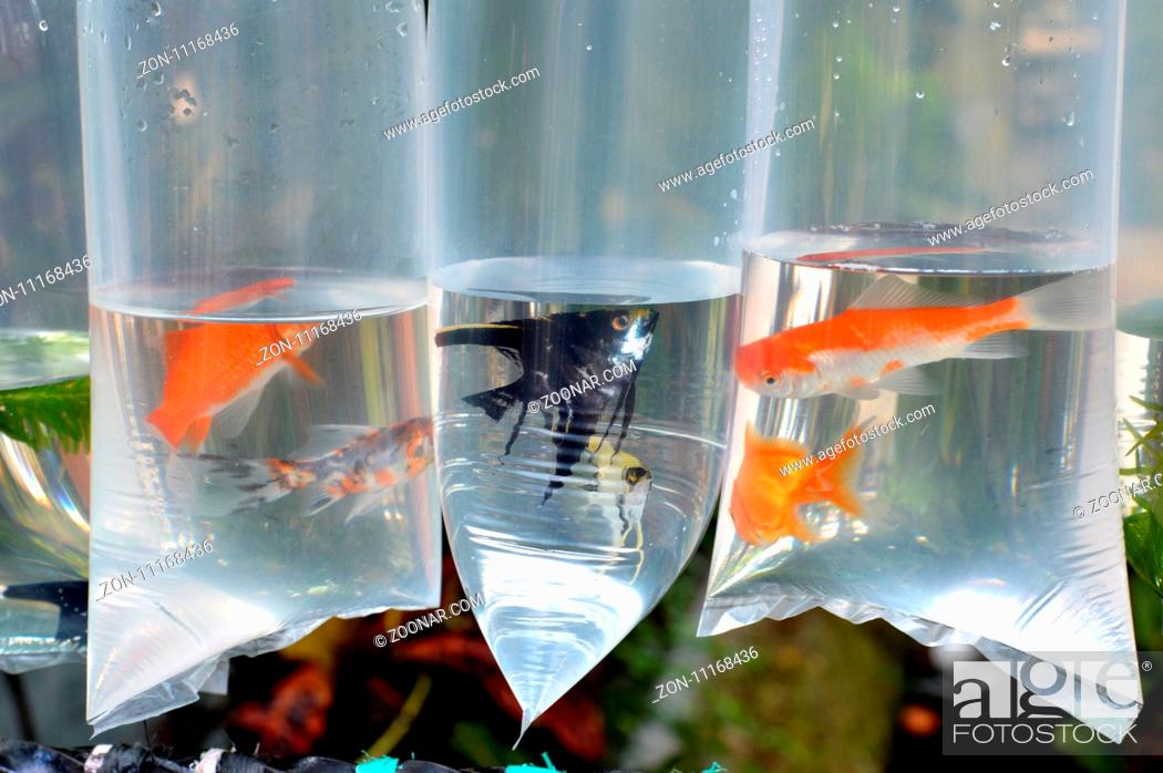 Stock Photo: inlaid fish in plastic retail.