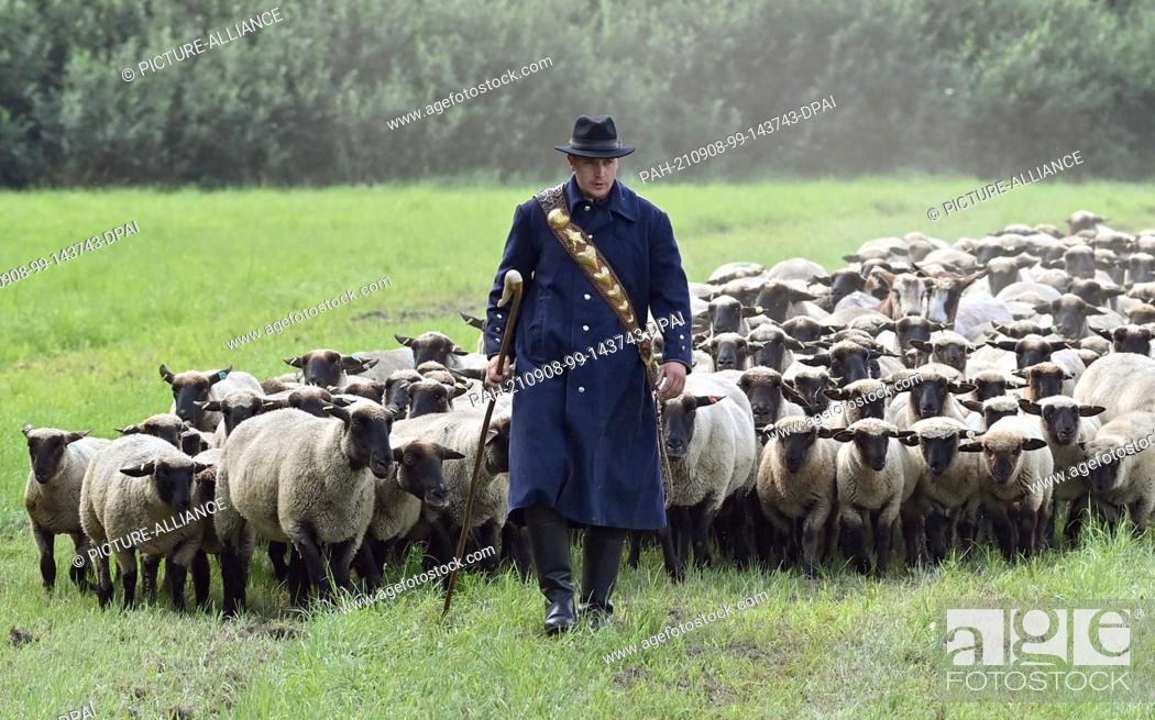 Stock Photo: 05 September 2021, Brandenburg, Altlandsberg: Sascha Bräuning, shepherd, participates with a flock of black-headed meat sheep in the Brandenburg shepherds'.