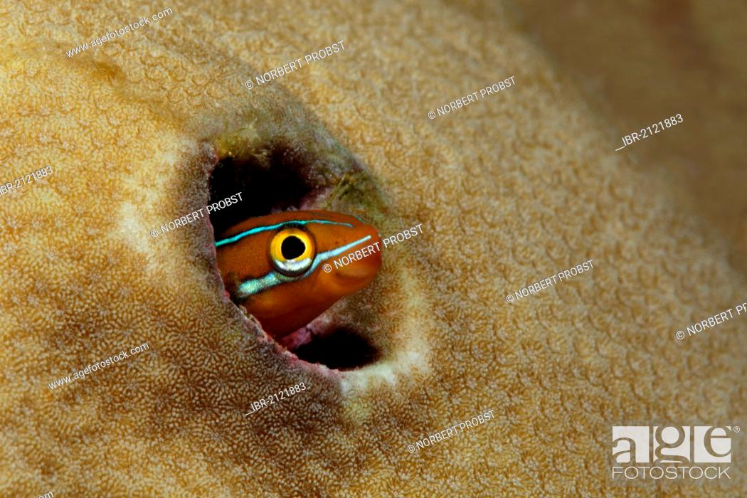 Stock Photo: Piano Fangblenny or Mimic Blenny (Plagiotremus tapeinosoma) peeping out of hole in a coral, coral reef, Great Barrier Reef, UNESCO World Heritage Site, Cairns.
