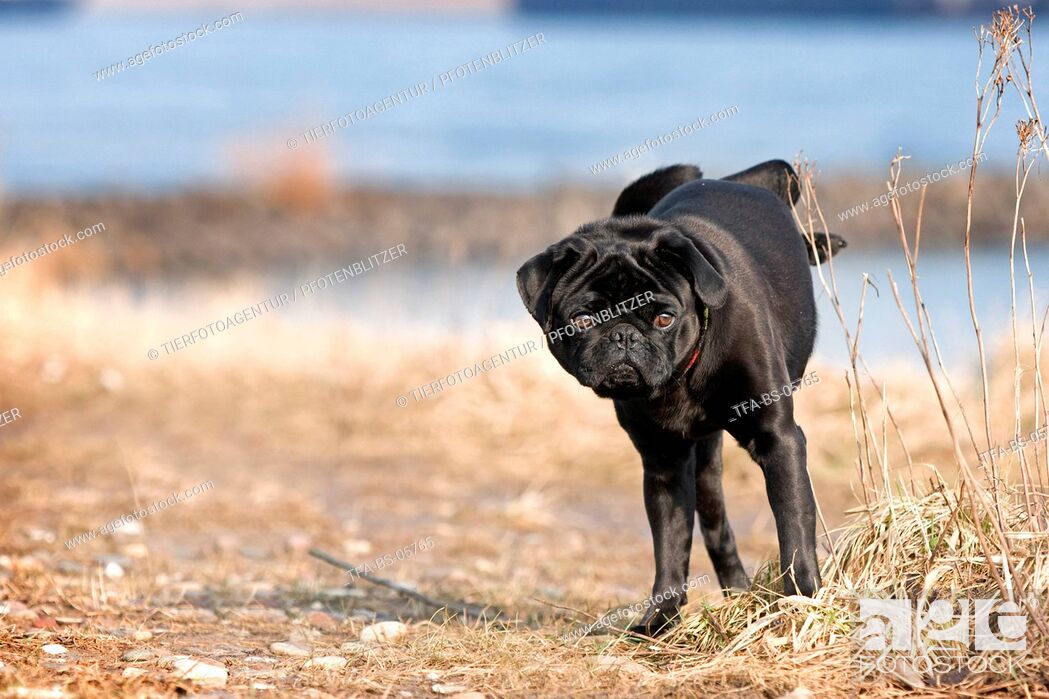 Stock Photo: urinating pug.