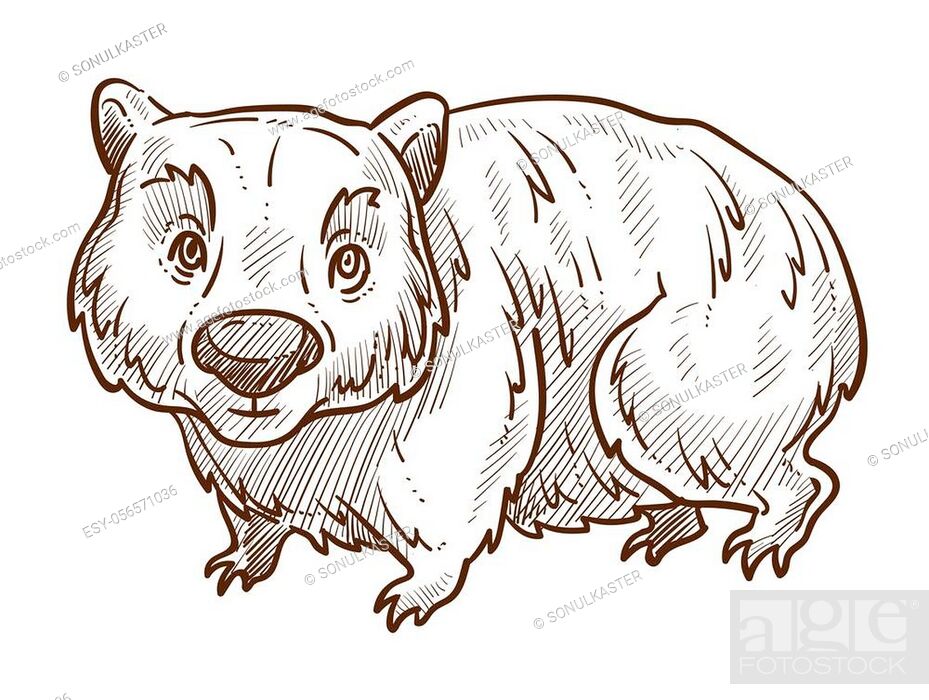 Wombat isolated sketch, Australian animal and fauna of Australia vector,  Stock Vector, Vector And Low Budget Royalty Free Image. Pic. ESY-056571036  | agefotostock