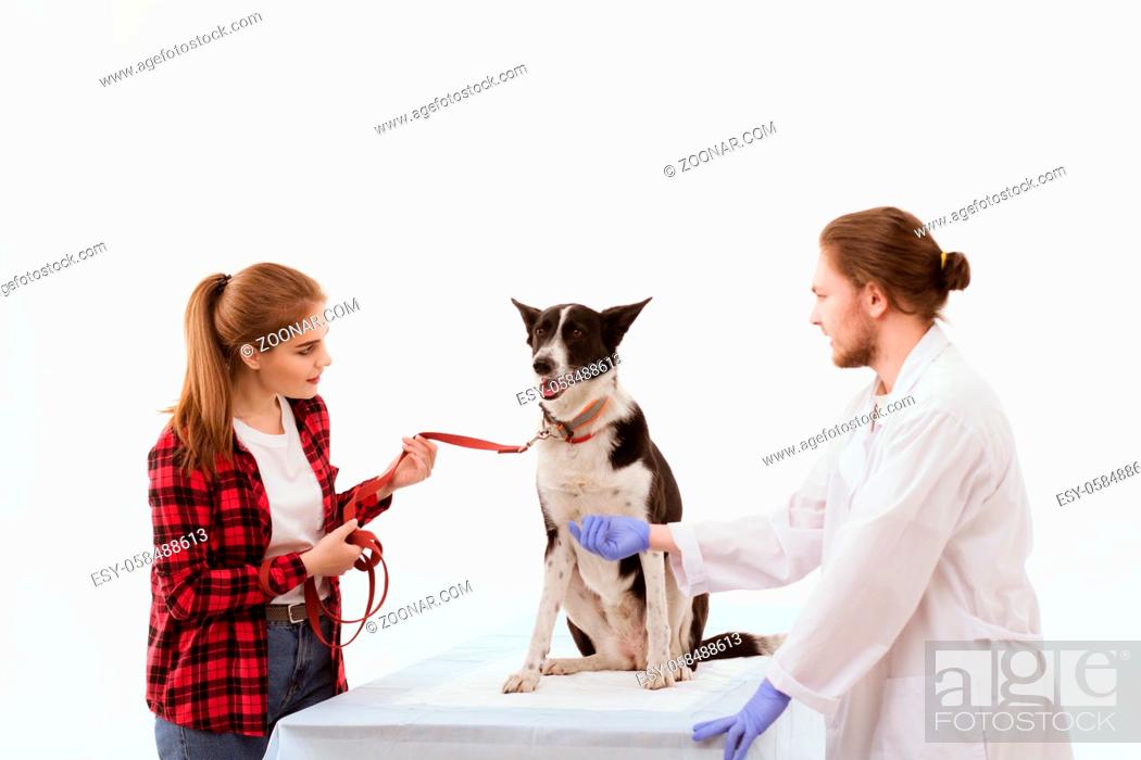 Stock Photo: Pet owner holds their dog by their collar at vets office. Dog patient having veterinarian appointment sitting on white table with their owner and male doctor.