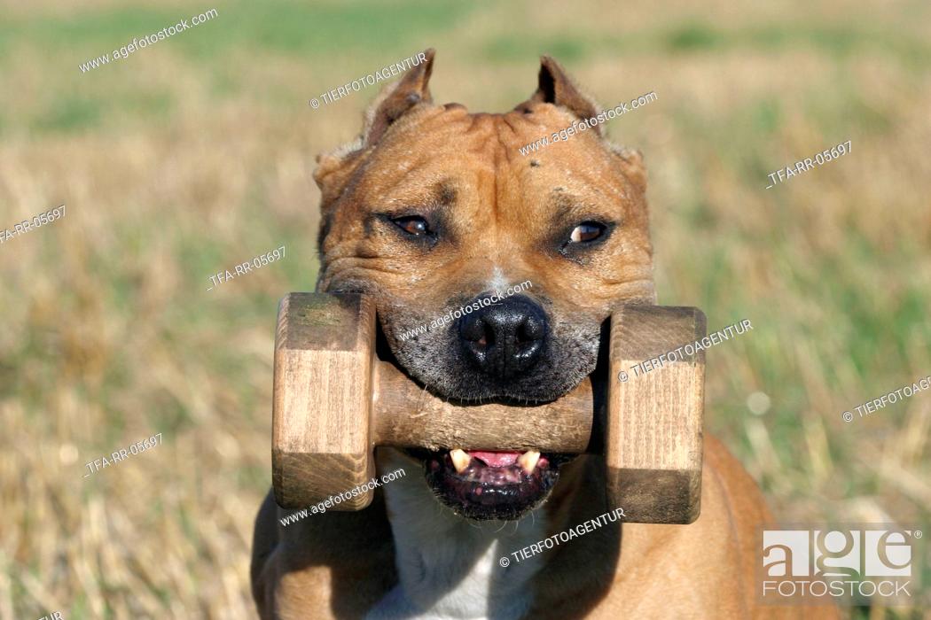 Imagen: American Staffordshire Terrier Portrait.