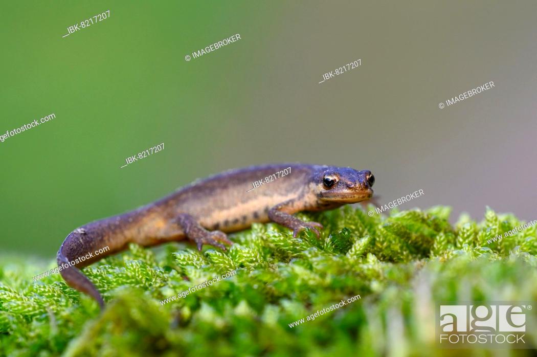 Stock Photo: Common newt (Triturus vulgaris), female in terrestrial habitat, on the way to spawning grounds, Oberhausen, Ruhr area, North Rhine-Westphalia, Germany, Europe.