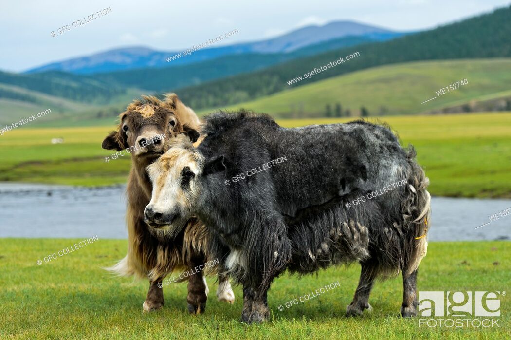 Stock Photo: Two Yaks (Bos mutus) with long shaggy hair, Orkhon Valley, Khangai Nuruu National Park, Oevoerkhangai Aimag, Mongolia.