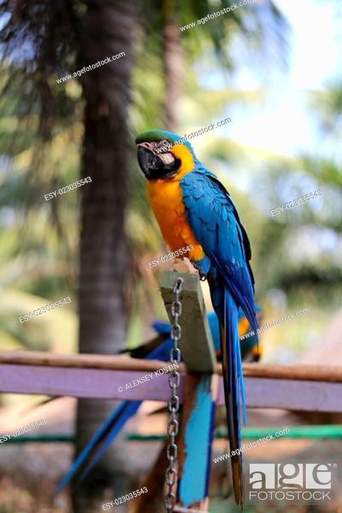 Imagen: Big beautiful macaws.