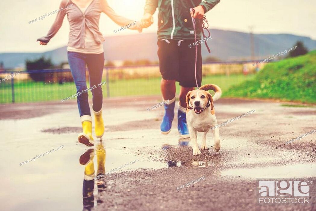Stock Photo: Young couple walk dog in rain. Details of wellies splashing in puddles.