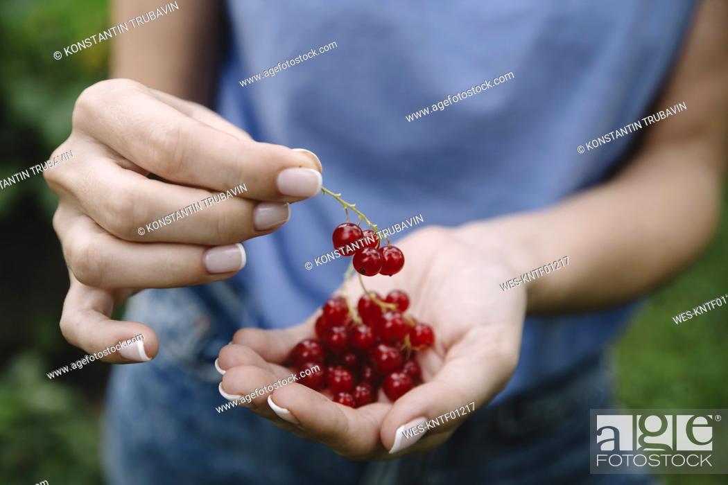 Stock Photo: Young woman harvesting red currants.