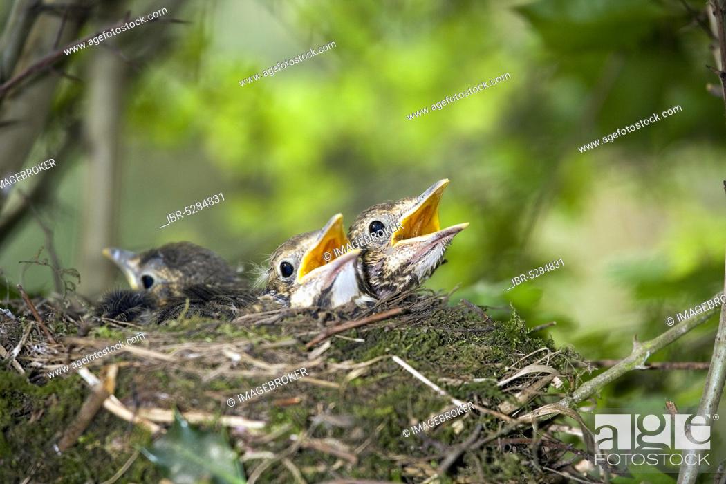 Stock Photo: Song thrush (turdus philomelos), chicks in nest asking for food, Normandy.