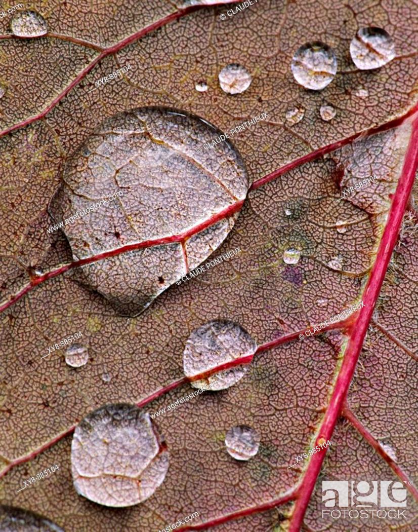 Stock Photo: Water-drops-on-leaf.