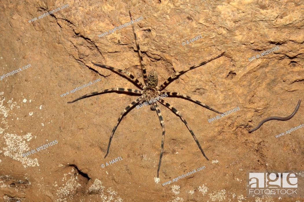 Stock Photo: cave cobweb spiders Nesticidae, on a wall of a cave, Thailand, Khao Sok NP.