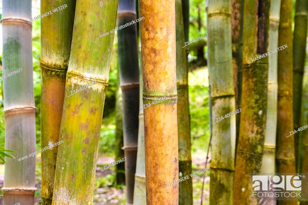Stock Photo: Furnas, Sao Miguel Island, Azores, Portugal: Bambu in a tropical forest.