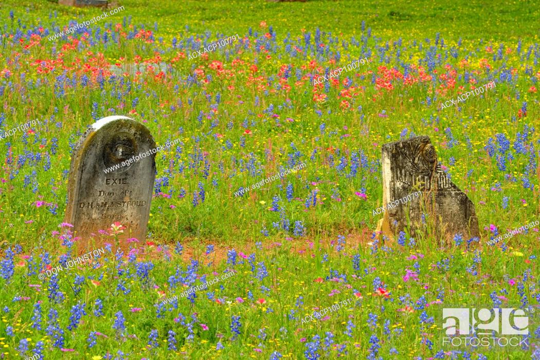 Stock Photo: Texas wildflowers in bloom- Paintbrush at the Stockdale cemetary, Stockdale, Texas, USA.
