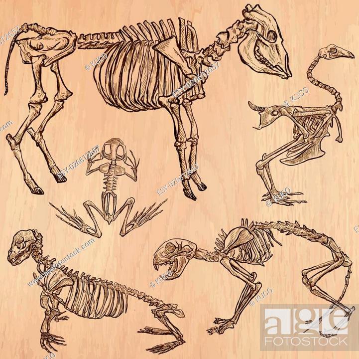 BONES, SKELETONS and Skulls of some Animals. Collection of an hand drawn  vector illustrations, Stock Vector, Vector And Low Budget Royalty Free  Image. Pic. ESY-026612657 | agefotostock