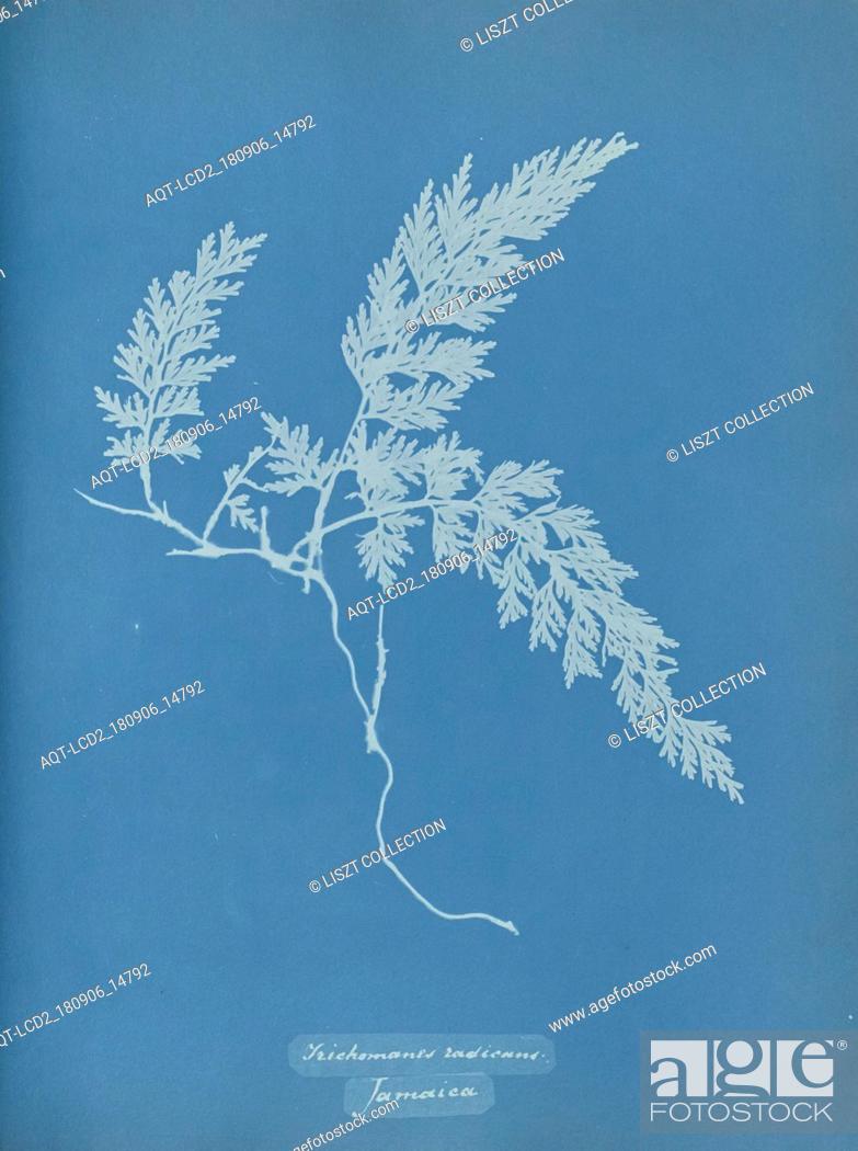 Stock Photo: Trichomanes radicans, Jamaica; Anna Atkins (British, 1799 - 1871); England; 1853; Cyanotype; 25.4 × 19.4 cm (10 × 7 5, 8 in.).