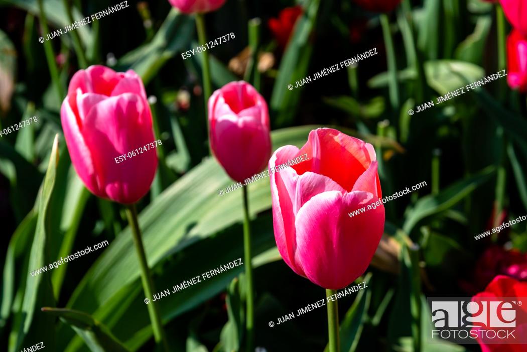 Stock Photo: Colorful spring fresh dutch tulips. Pink color nature background.