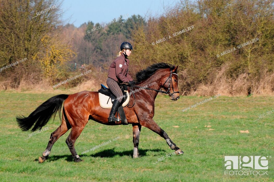 Photo de stock: Oldenburg Horse, gelding, hacking, hack, riding out, helmet, German Riding Horse.