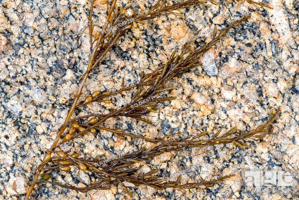Stock Photo: Japanese wireweed (Sargassum muticum), invasive brown seaweed originally from Japan.