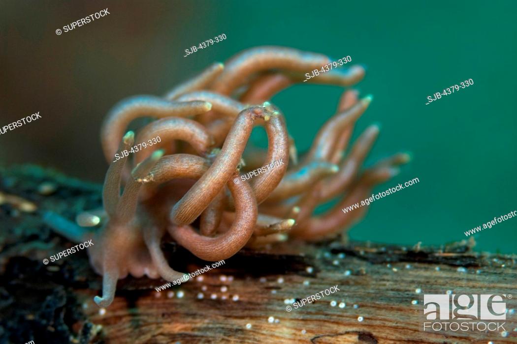 Stock Photo: Phyllodesmium briareum Sea Slug.