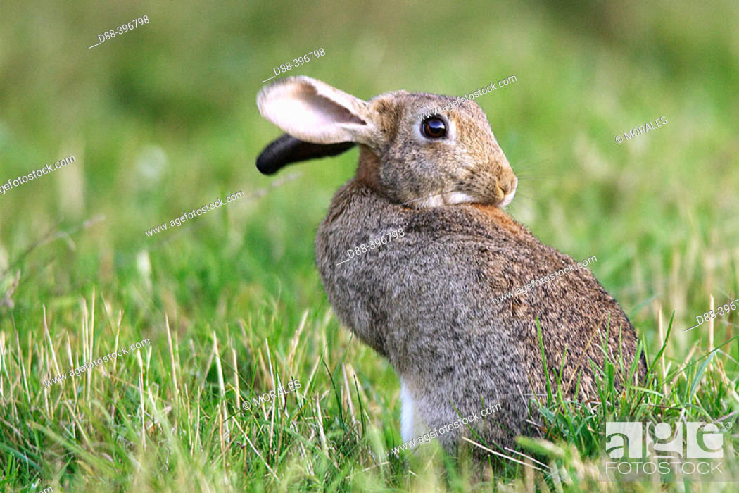 Stock Photo: European Rabbit (Oryctolagus cuniculus).