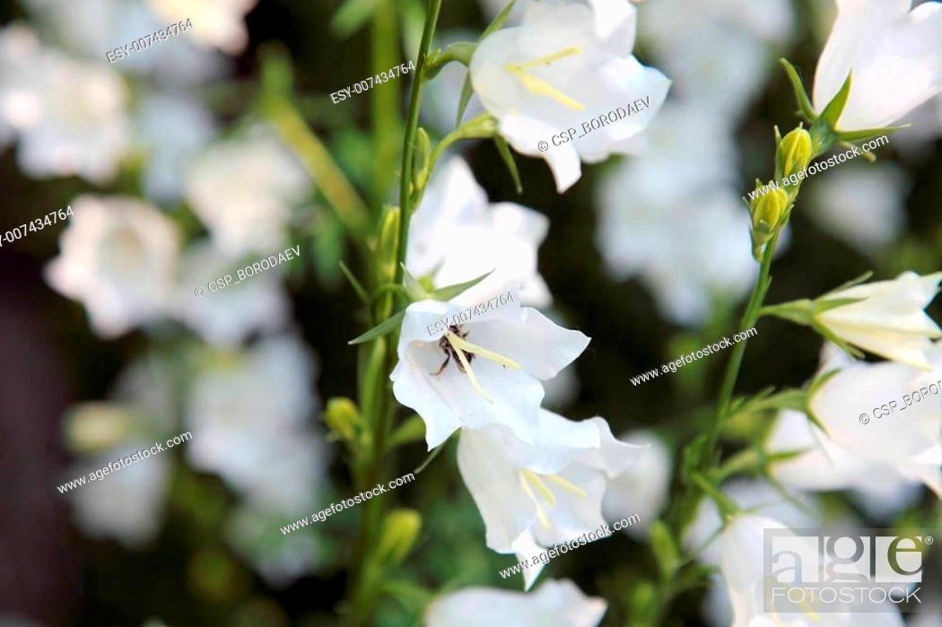 Stock Photo: White bell-flower on the summer meadow. Selective focus.