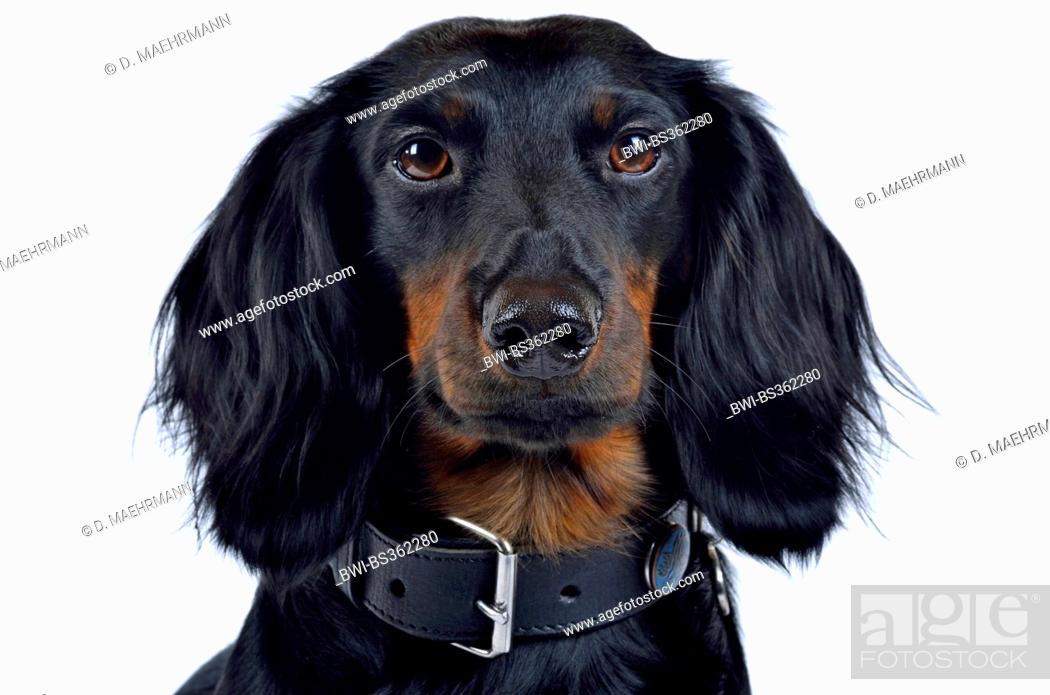 Long-haired Dachshund, Long-haired sausage dog, domestic dog (Canis lupus  f, Stock Photo, Picture And Rights Managed Image. Pic. BWI-BS362280 |  agefotostock