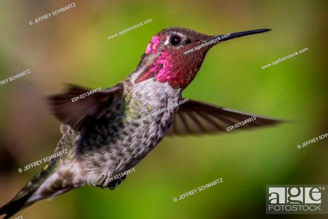 Stock Photo: An Anna's hummingbird in Northern California, USA.