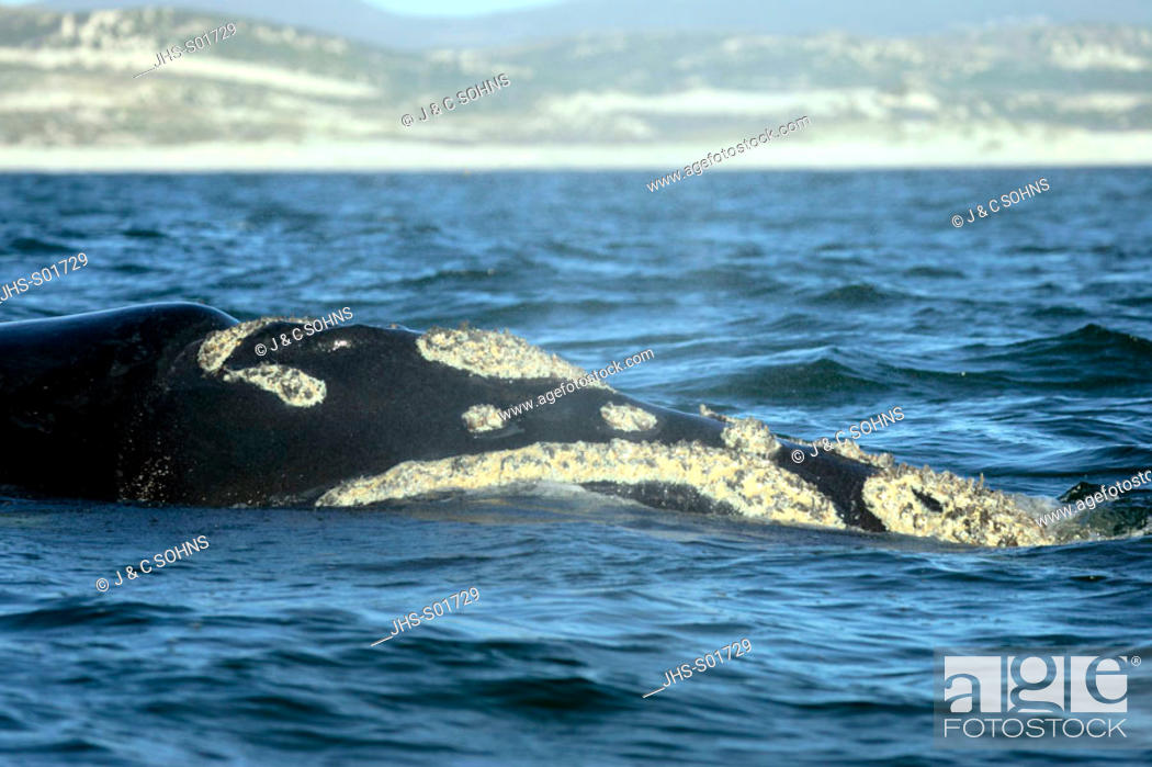 Stock Photo: Southern Right Whale Balaena glacialis Hermanus South Africa Africa.