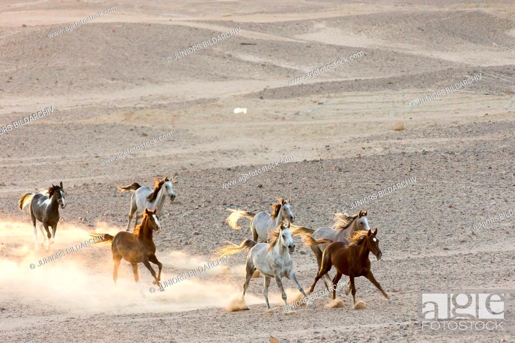 Stock Photo: Arabian Horse. Herd galloping in the desert. Egypt.